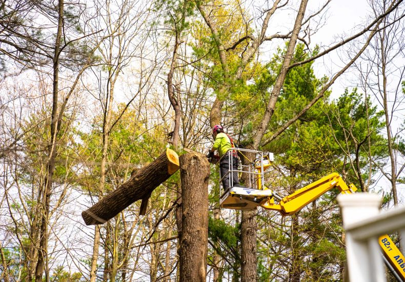 Reliable Tree Service Backed by Years of Experience